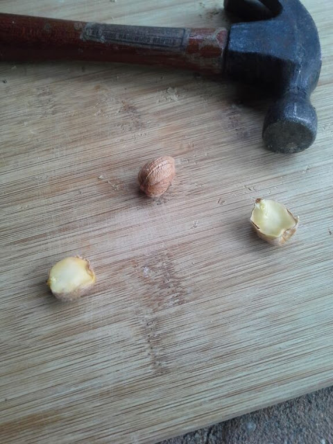 acorn nuts